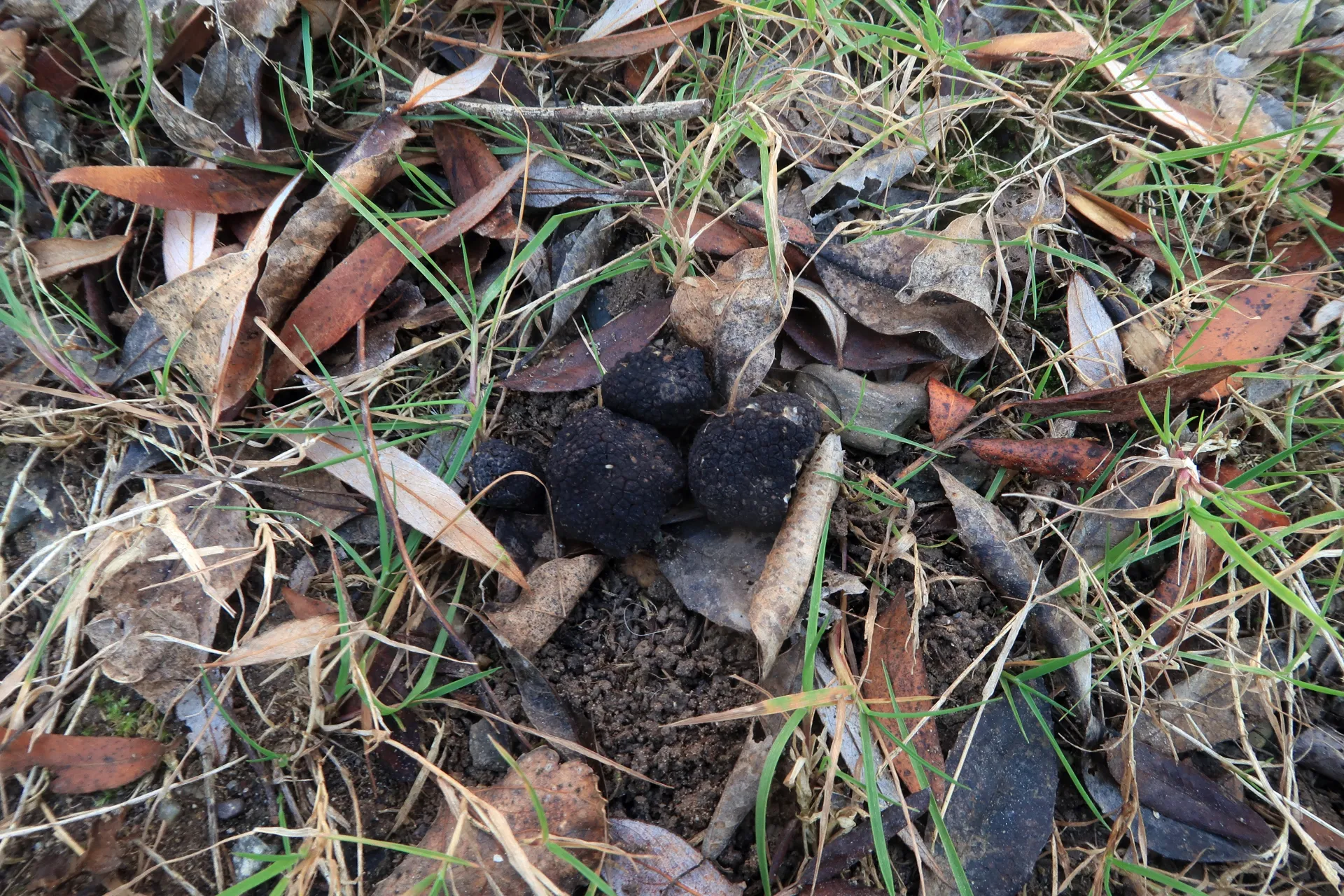 Tuber brumale - 1 - IMG_6731